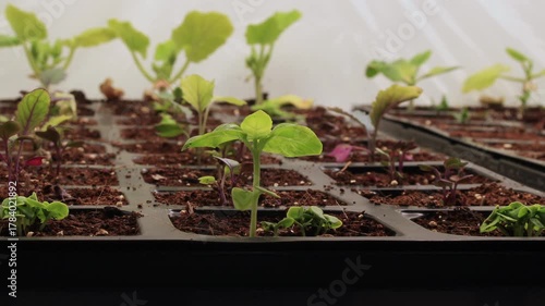Time lapse of basil and other seedlings like kohlrabi and zucchini getting yellowish while struggling to grow indoors under artificial grow light
