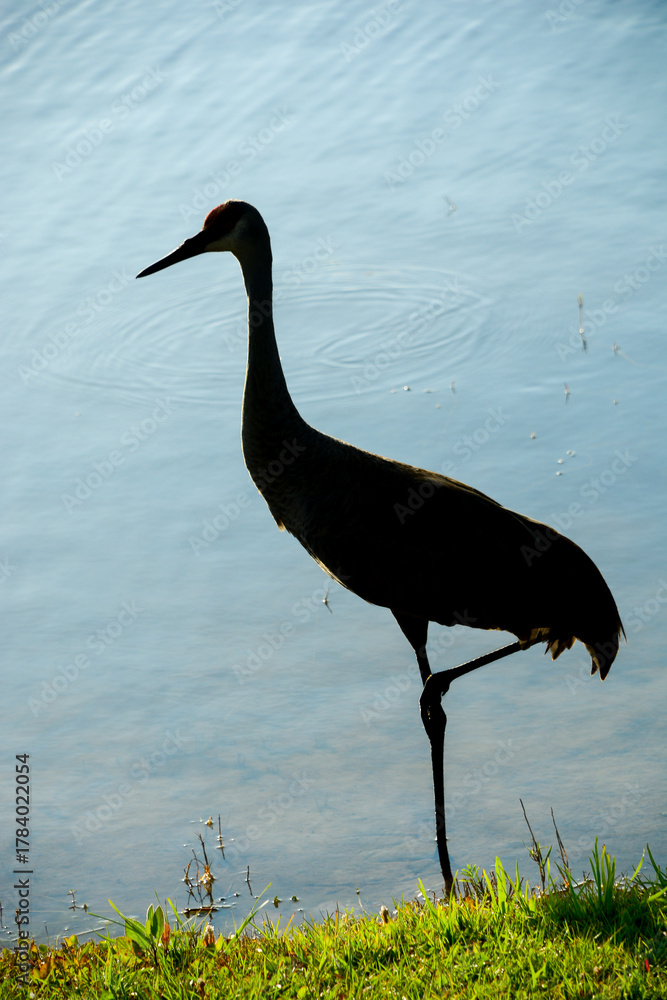 Obraz premium Silhouette of, a single Sandhill crane, standing on one leg, in tropical lake