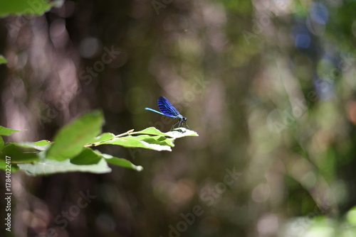 blue dragonfly on a leaf