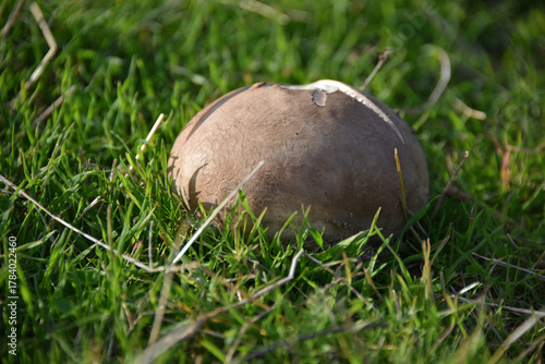 Quadro su tela Calvatia gigantea a puffball mushroom edible flora forest autumn nature macro