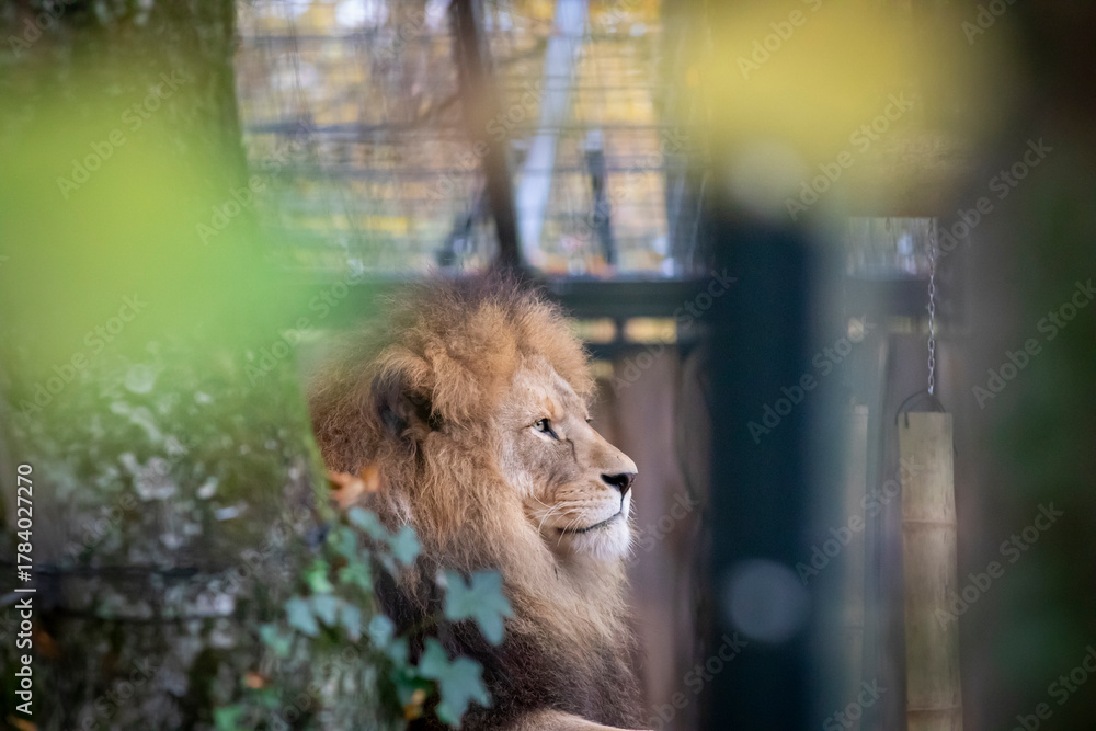 Naklejka premium Lion at Munich zoo