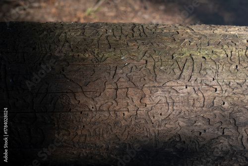 The imprint on the log. A mark left by a bark beetle. A design on a dead tree.