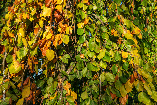 Natural background close-up of colourful autumn leaves in shades of green, yellow, and brown hanging from branches, illuminated by warm sunlight in a peaceful outdoor setting.