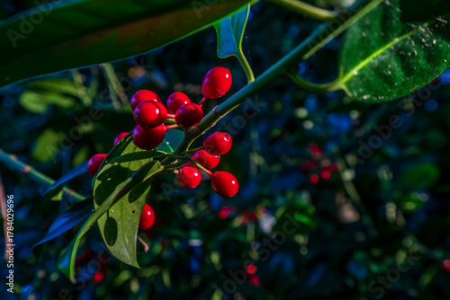 Close-up of Ilex aquifolium (holly) with vivid red berries and glossy green leaves, standing out beautifully against a deep, dark natural background, bathed in soft afternoon sunlight and shadows.