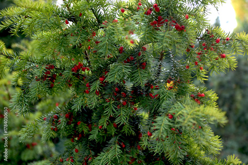 Branch European yew (Taxus baccata) with ripe red fruits.