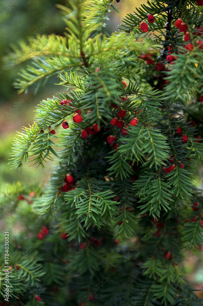 Fototapeta premium Branch European yew (Taxus baccata) with ripe red fruits.