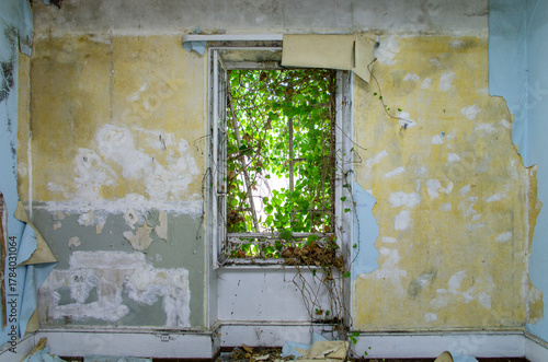 Photos Fenêtre envahie de végétation dans une maison abandonnée