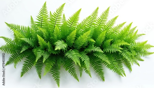 Illustration presents a vibrant green fern plant against white backdrop. This plant appears rich with detailed foliage. It has a fresh natural appearance ideal for various design uses.