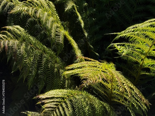 green fern leaves