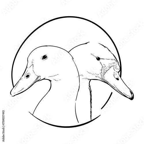 Elegant Hand-Drawn Illustration of Two Ducks Facing Away in a Circular Frame, Nature-Inspired Animal Line Art Design
