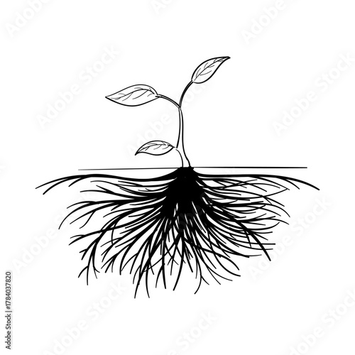 Wall Mural Illustration of a young plant with visible roots growing beneath the surface of