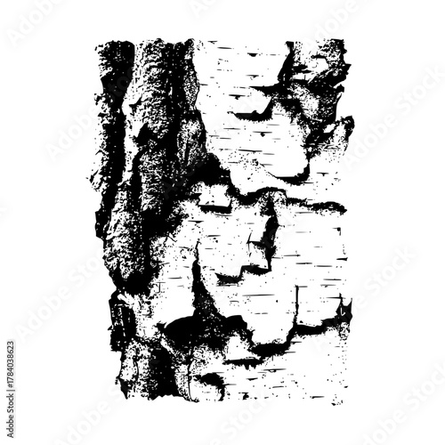 Close up view of a birch tree bark texture with rough and detailed surface in black and white color