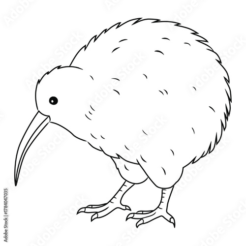 Illustration of Kiwi Bird Outline