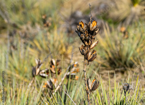A Yucca glauca plant stalk or Soapweed Yucca that has gone to seed in a semi arid desert habitat in Colorado.
