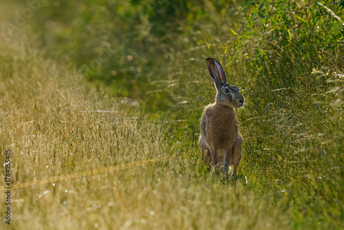 A European hare (Lepus europaeus) stands alert in a sunlit meadow, ears perked and eyes wide, blending into the tall grass of its natural habitat.
