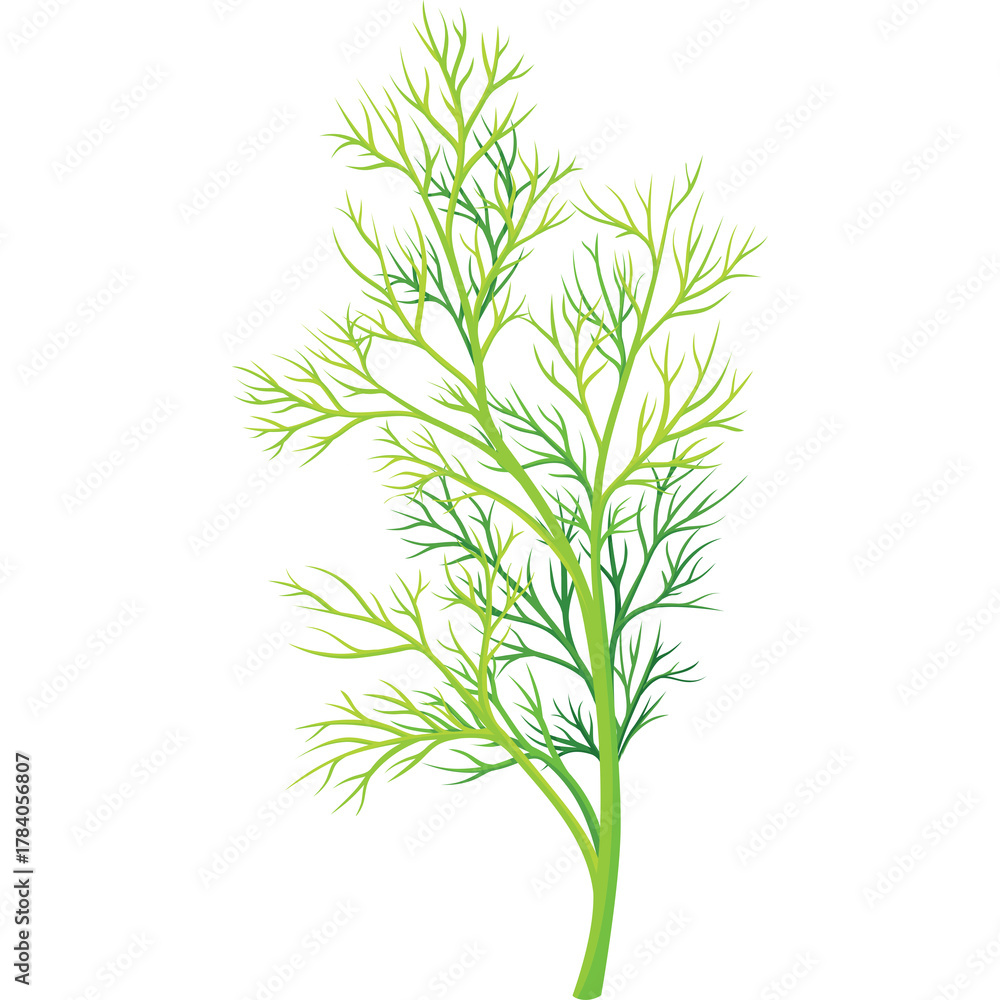 Fototapeta premium Delicate Green Dill Herb Sprig with Intricate Branching Patterns on a Transparent Background