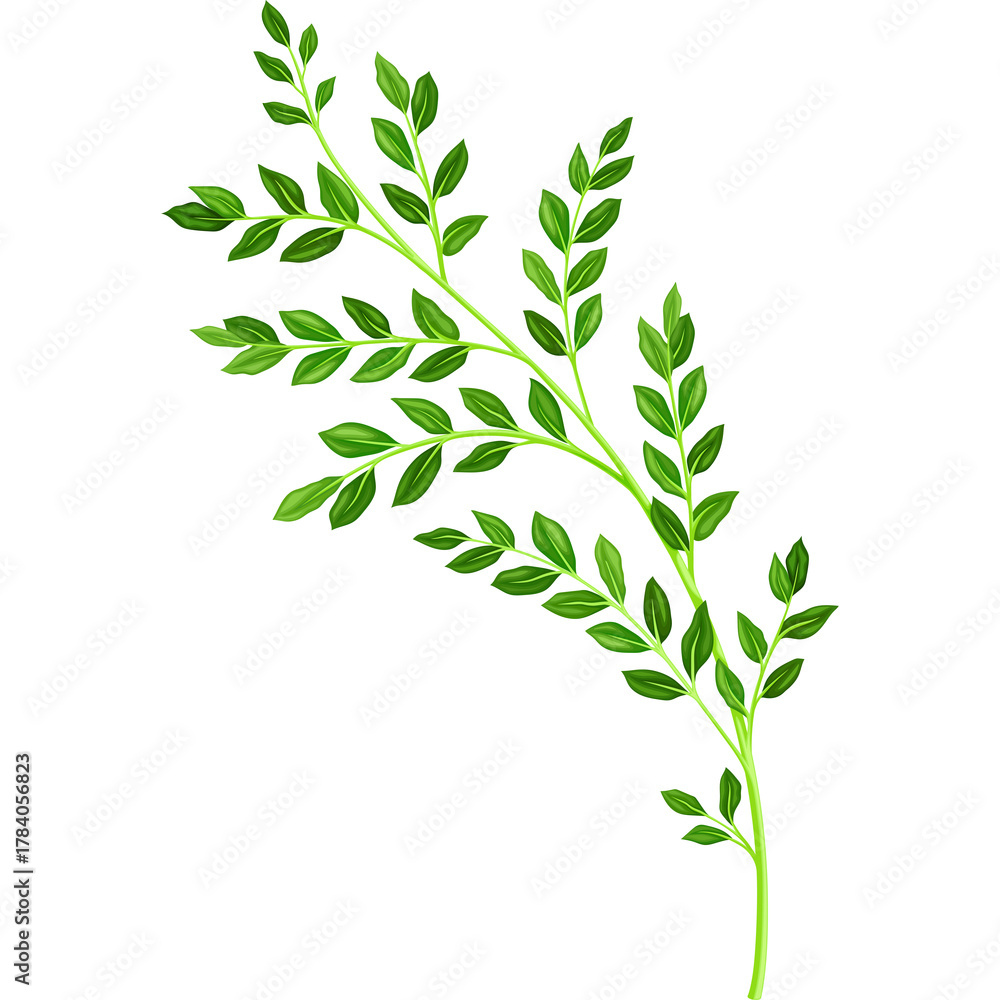 Fototapeta premium Delicate Green Branch with Small Leaves Detailed and Naturalistic Isolated on White Background for Natural Designs and Organic Aesthetics