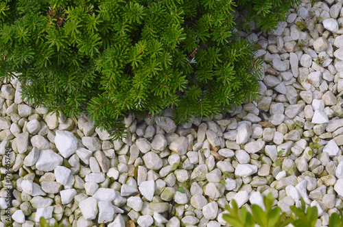 Εκτύπωση καμβά Decorative gravel and ornamental conifer bushy plant  with evergreen needles groundcover rocky garden background