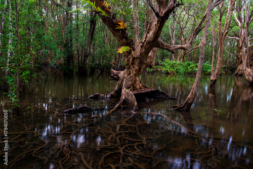 Flooded forest with trees standing in dark water and reflections. Swamp landscape showing wetland ecosystem with green moss and fallen leaves.