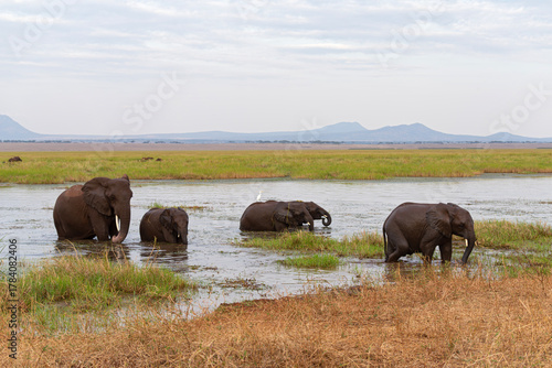 group of african savanna elephants or loxodonta africana at watherhole within tarangire national park tanzania 