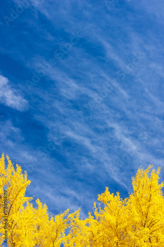 yellow autumn leaves against blue sky
