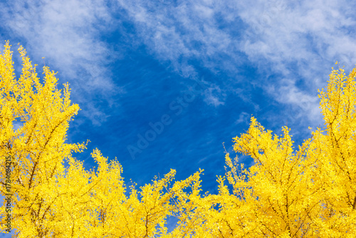 yellow autumn leaves against blue sky