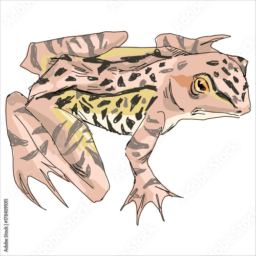 European common frog. Rana temporaria. Colorful, vector illustration. Picturesque. Unique stylization. Print on sketchbooks, stickers, postcards, cups, clothes, posters. Biologic. For frog lovers.