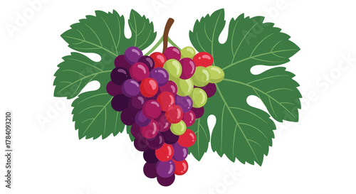 A Vibrant Bunch of Grapes with Lush Leaves, An Elegant Vector Illustration