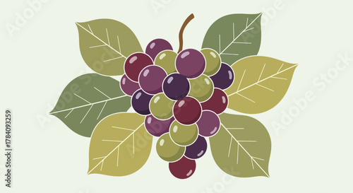 Elegant stylized grape cluster vector illustration with simple backdrop leaves