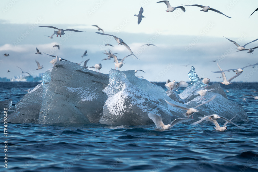 Φωτογραφία Hundreds of sea birds flying over icebergs and black ice in the sea near Ilulissat and Oqaatsut, Greenland
