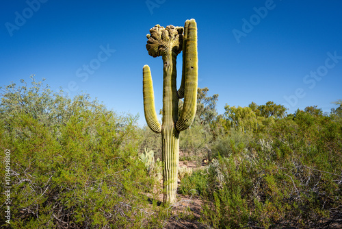 Saguaro cactus (Carnegiea gigantea), crested cactus, cristate cactus taken at the Phoenix Botanical Gardens in the Fall of 2025