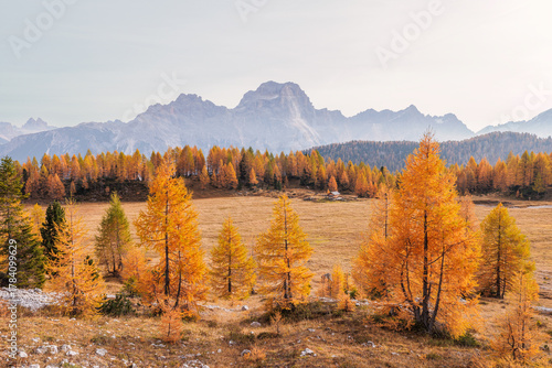 Autumn in Tre Cime di Lavaredo National park, Dolomite Alps mountains, Trentino Alto Adige region, Sudtirol, Dolomites, Italy, Europe. Landscape with mountain, orange fields and forests. Blue sky.