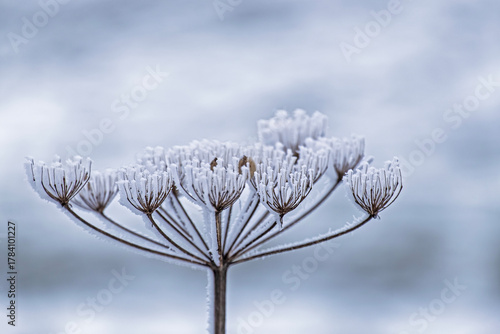 Getrockneter Blütenstand einer Pflanze mit Eiskristallen