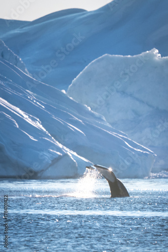 Humpback whale tail in the Ilulissat icefjord
