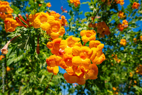 Campsis, trumpet creeper, trumpet vine at the Phoenix Botanical Gardens in the Fall of 2025