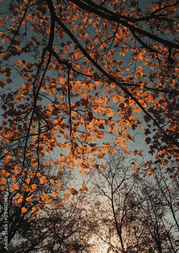 Autumnal canopy, orange leaves against a muted sky