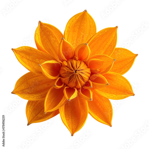 Vivid top-down view of an open, layered orange flower, clipart, isolated on a transparent background.