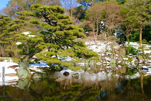 Japanese Pine Tree by a Pond in Winter
冬の池のほとりの松の木