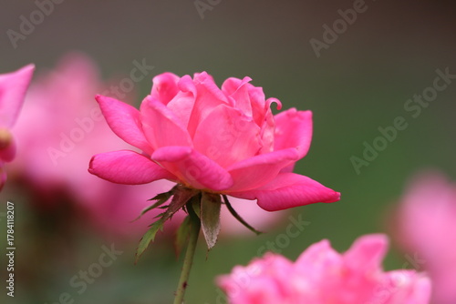 Closeup of pink roses in bloom 