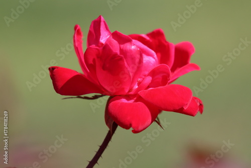 Closeup profile of a red rose in bloom