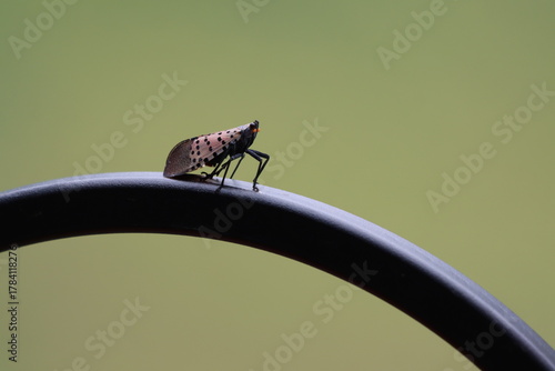 A spotted lanternfly resting in the garden