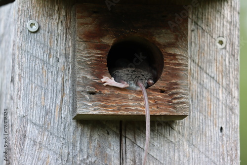 The tail end of a deer mouse in the entrance of a birdhouse