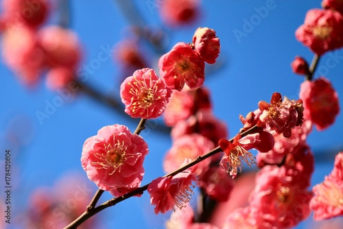 Red plum blossoms under a clear blue sky
青空の下の紅梅の花