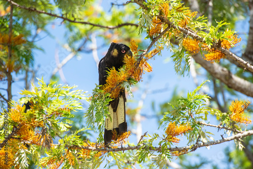 Yellow tailed black cockatoo  feeding in a silky oak tree,  New South Wales, Australia.