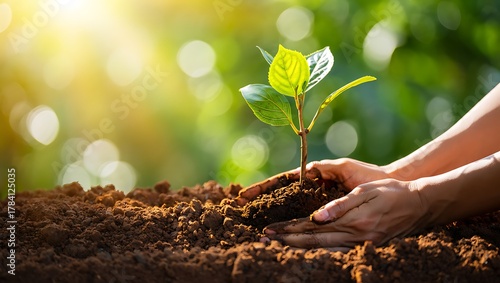Wallpaper Mural Planting seedling in fertile soil with hands for new life concept Torontodigital.ca