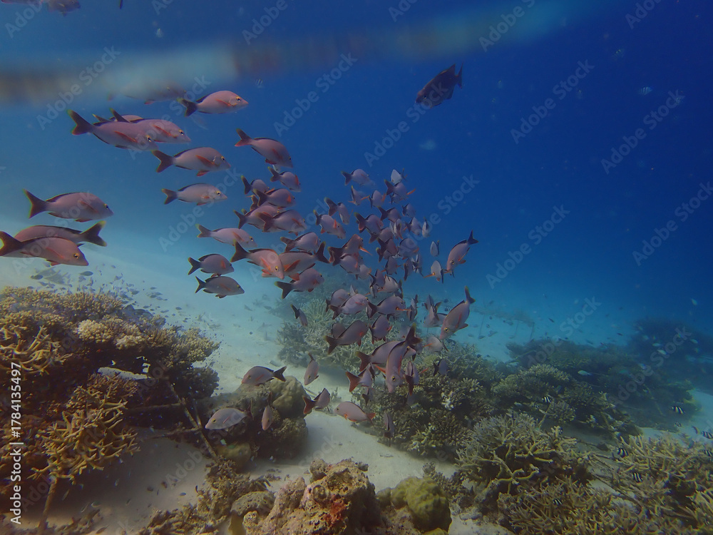 Obraz premium School of pink reef fish
