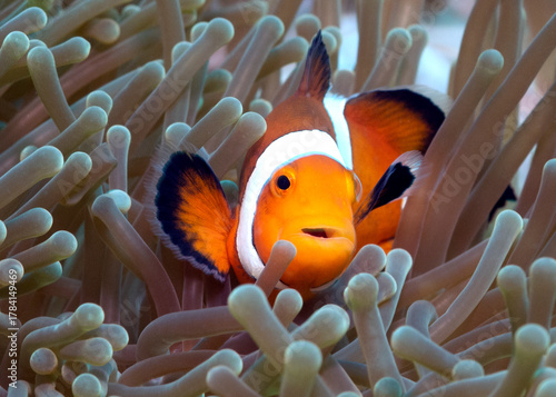 A False clown anemonefish Boracay Island Philippines
