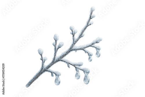 Winter branch covered in white snow, frost, and rime. Icicles dripping from the frozen twigs, transparent background