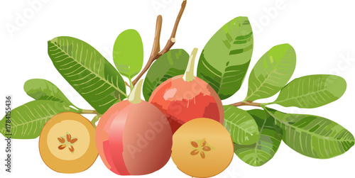 Educational Graphic on Tropical Biodiversity: Focusing on the Carissa Carandas Plant, Advocating for Conservation Efforts and the Protection of Natural Habitats Worldwide for a Better Future.