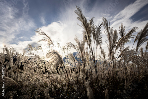 Wallpaper Mural ススキ Torontodigital.ca